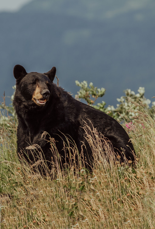 A black bear sits in a meadow. Photo by Danika Perkinson on UnSplash.
