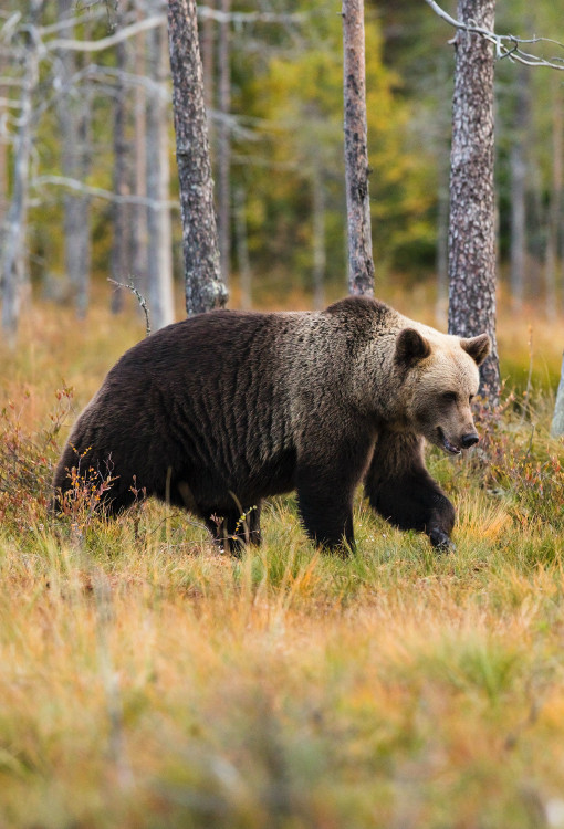 A Grizzly Bear walks through the forest. Photo by Zdeněk Macháček on UnSplash<br />
  